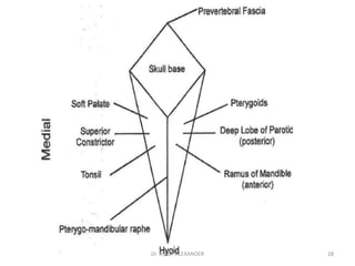 28
Dr. ASHLY ALEXANDER
 