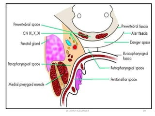 29
Dr. ASHLY ALEXANDER
 