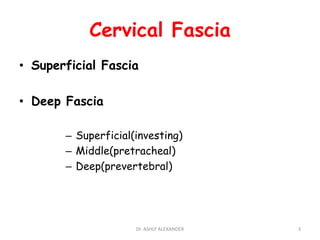 Cervical Fascia
• Superficial Fascia
• Deep Fascia
– Superficial(investing)
– Middle(pretracheal)
– Deep(prevertebral)
3
Dr. ASHLY ALEXANDER
 