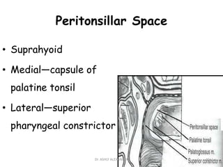 Peritonsillar Space
• Suprahyoid
• Medial—capsule of
palatine tonsil
• Lateral—superior
pharyngeal constrictor
31
Dr. ASHLY ALEXANDER
 