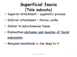 Superficial fascia
(Tela subcuta)
• Superior attachment – zygomatic process
• Inferior attachment – thorax, axilla.
• Similar to subcutaneous tissue
• Ensheathes platysma and muscles of facial
expression
• Marginal mandibular n. lies deep to it
6
Dr. ASHLY ALEXANDER
 