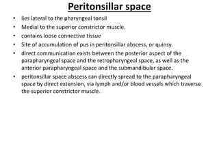 Peritonsillar space
• lies lateral to the pharyngeal tonsil
• Medial to the superior constrictor muscle.
• contains loose connective tissue
• Site of accumulation of pus in peritonsillar abscess, or quinsy.
• direct communication exists between the posterior aspect of the
parapharyngeal space and the retropharyngeal space, as well as the
anterior parapharyngeal space and the submandibular space.
• peritonsillar space abscess can directly spread to the parapharyngeal
space by direct extension, via lymph and/or blood vessels which traverse
the superior constrictor muscle.
 