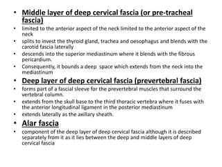 • Middle layer of deep cervical fascia (or pre-tracheal
fascia)
• limited to the anterior aspect of the neck limited to the anterior aspect of the
neck
• splits to invest the thyroid gland, trachea and oesophagus and blends with the
carotid fascia laterally
• descends into the superior mediastinum where it blends with the fibrous
pericardium.
• Consequently, it bounds a deep space which extends from the neck into the
mediastinum
• Deep layer of deep cervical fascia (prevertebral fascia)
• forms part of a fascial sleeve for the prevertebral muscles that surround the
vertebral column.
• extends from the skull base to the third thoracic vertebra where it fuses with
the anterior longitudinal ligament in the posterior mediastinum
• extends laterally as the axillary sheath.
• Alar fascia
• component of the deep layer of deep cervical fascia although it is described
separately from it as it lies between the deep and middle layers of deep
cervical fascia
 