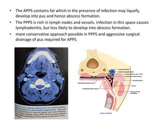 • The APPS contains fat which in the presence of infection may liquefy,
develop into pus and hence abscess formation.
• The PPPS is rich in lymph nodes and vessels. Infection in this space causes
lymphadenitis, but less likely to develop into abscess formation.
• more conservative approach possible in PPPS and aggressive surgical
drainage of pus required for APPS.
 
