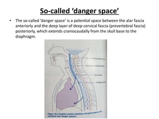 So-called ‘danger space’
• The so-called ‘danger space’ is a potential space between the alar fascia
anteriorly and the deep layer of deep cervical fascia (prevertebral fascia)
posteriorly, which extends craniocaudally from the skull base to the
diaphragm.
 