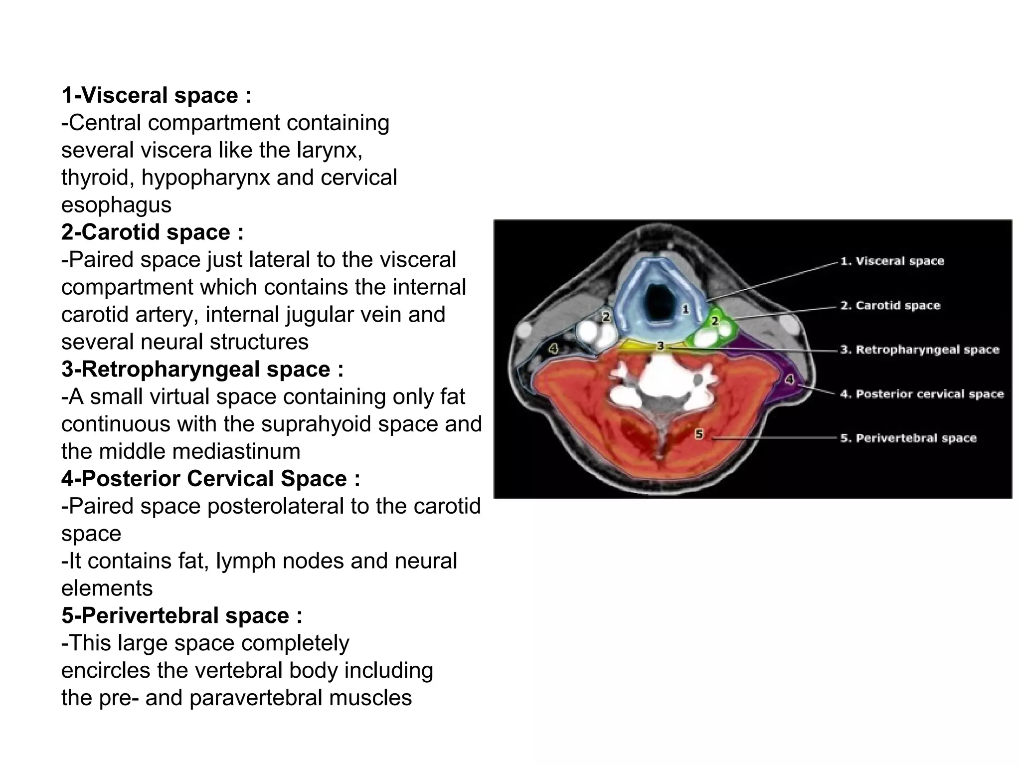 1-Visceral space :
-Central compartment containing
several viscera like the larynx,
thyroid, hypopharynx and cervical
esophagus
2-Carotid space :
-Paired space just lateral to the visceral
compartment which contains the internal
carotid artery, internal jugular vein and
several neural structures
3-Retropharyngeal space :
-A small virtual space containing only fat
continuous with the suprahyoid space and
the middle mediastinum
4-Posterior Cervical Space :
-Paired space posterolateral to the carotid
space
-It contains fat, lymph nodes and neural
elements
5-Perivertebral space :
-This large space completely
encircles the vertebral body including
the pre- and paravertebral muscles
 