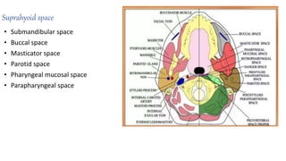 Suprahyoid space
• Submandibular space
• Buccal space
• Masticator space
• Parotid space
• Pharyngeal mucosal space
• Parapharyngeal space
 