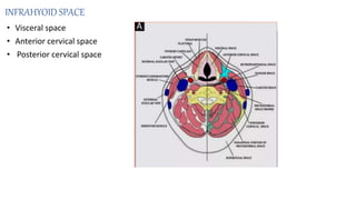 INFRAHYOID SPACE
• Visceral space
• Anterior cervical space
• Posterior cervical space
 