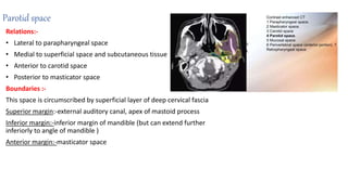 Parotid space
Relations:-
• Lateral to parapharyngeal space
• Medial to superficial space and subcutaneous tissue
• Anterior to carotid space
• Posterior to masticator space
Boundaries :-
This space is circumscribed by superficial layer of deep cervical fascia
Superior margin:-external auditory canal, apex of mastoid process
Inferior margin:-inferior margin of mandible (but can extend further
inferiorly to angle of mandible )
Anterior margin:-masticator space
 