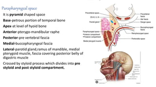 Parapharyngeal space
It is pyramid shaped space
Base-petrous portion of temporal bone
Apex-at level of hyoid bone
Anterior-pterygo-mandibular raphe
Posterior-pre vertebral fascia
Medial-buccopharyngeal fascia
Lateral-parotid gland,ramus of mandible, medial
pterygoid muscle, fascia covering posterior belly of
digastric muscle
Crossed by styloid process which divides into pre
styloid and post styloid compartment.
 