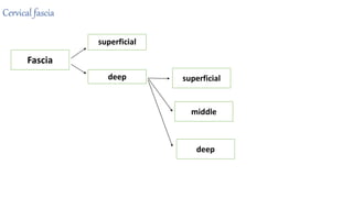 Cervical fascia
Fascia
superficial
deep superficial
middle
deep
 