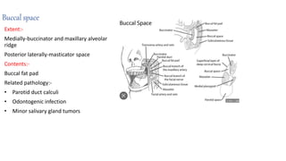 Buccal space
Extent:-
Medially-buccinator and maxillary alveolar
ridge
Posterior laterally-masticator space
Contents:-
Buccal fat pad
Related pathology:-
• Parotid duct calculi
• Odontogenic infection
• Minor salivary gland tumors
 