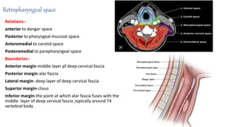 Retropharyngeal space
Relations:-
anterior to danger space
Posterior to pharyngeal mucosal space
Anteromedial to carotid space
Posteromedial to parapharyngeal space
Boundaries:-
Anterior margin-middle layer pf deep cervical fascia
Posterior margin-alar fascia
Lateral margin- deep layer of deep cervical fascia
Superior margin-clivus
Inferior margin-the point at which alar fascia fuses with the
middle layer of deep cervical fascia ,typically around T4
vertebral body
 