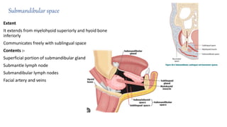 Submandibular space
Extent
It extends from myelohyoid superiorly and hyoid bone
inferiorly
Communicates freely with sublingual space
Contents :-
Superficial portion of submandibular gland
Submantle lymph node
Submandibular lymph nodes
Facial artery and veins
 