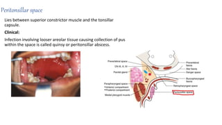 Peritonsillar space
Lies between superior constrictor muscle and the tonsillar
capsule.
Clinical:
Infection involving looser areolar tissue causing collection of pus
within the space is called quinsy or peritonsillar abscess.
 