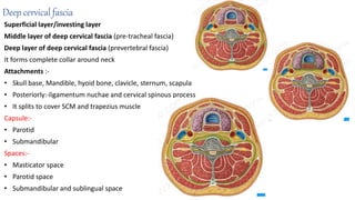 Deep cervical fascia
Superficial layer/investing layer
Middle layer of deep cervical fascia (pre-tracheal fascia)
Deep layer of deep cervical fascia (prevertebral fascia)
It forms complete collar around neck
Attachments :-
• Skull base, Mandible, hyoid bone, clavicle, sternum, scapula
• Posteriorly:-ligamentum nuchae and cervical spinous process
• It splits to cover SCM and trapezius muscle
Capsule:-
• Parotid
• Submandibular
Spaces:-
• Masticator space
• Parotid space
• Submandibular and sublingual space
 