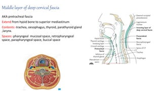 Middle layer of deep cervical fascia
AKA pretracheal fascia
Extend from hyoid bone to superior mediastinum
Contents:-trachea, oesophagus, thyroid, parathyroid gland
,larynx.
Spaces:-pharyngeal mucosal space, retropharyngeal
space, parapharyngeal space, buccal space
 