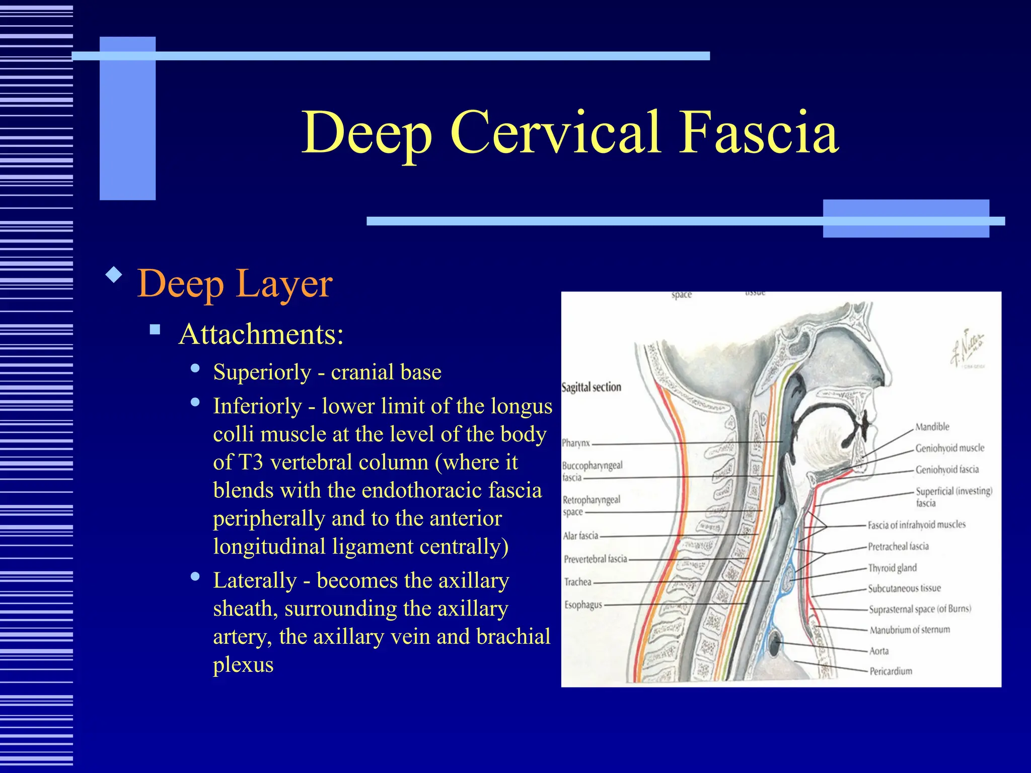 Deep Cervical Fascia
 Deep Layer
 Attachments:
 Superiorly - cranial base
 Inferiorly - lower limit of the longus
colli muscle at the level of the body
of T3 vertebral column (where it
blends with the endothoracic fascia
peripherally and to the anterior
longitudinal ligament centrally)
 Laterally - becomes the axillary
sheath, surrounding the axillary
artery, the axillary vein and brachial
plexus
 