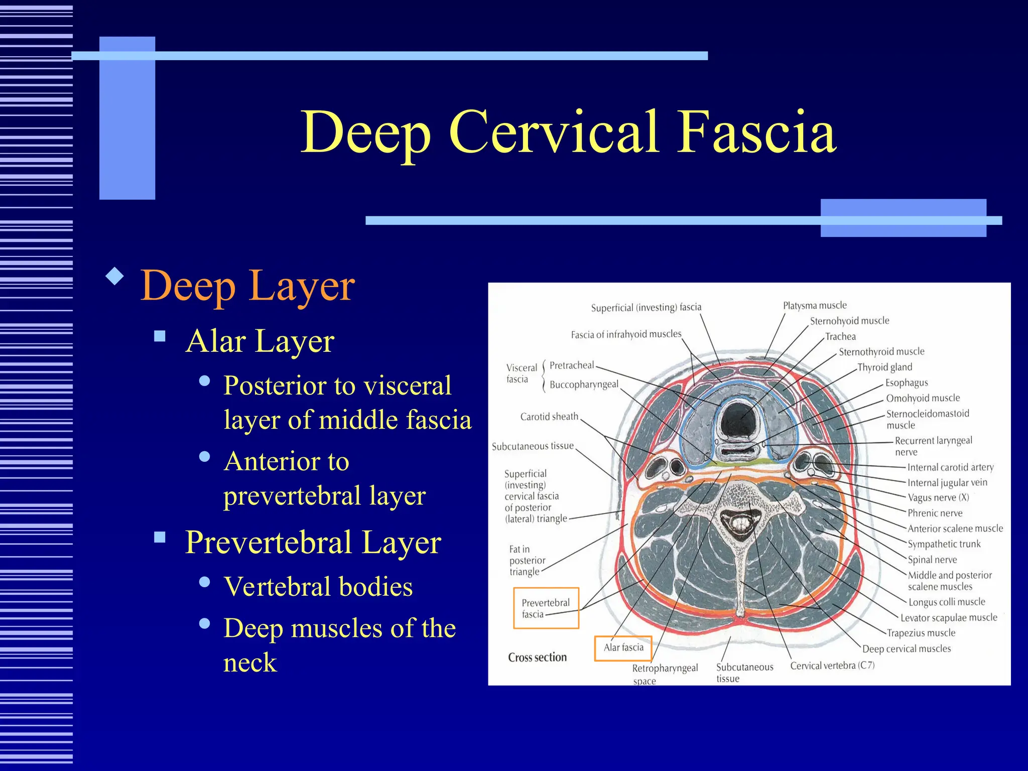 Deep Cervical Fascia
 Deep Layer
 Alar Layer
 Posterior to visceral
layer of middle fascia
 Anterior to
prevertebral layer
 Prevertebral Layer
 Vertebral bodies
 Deep muscles of the
neck
 