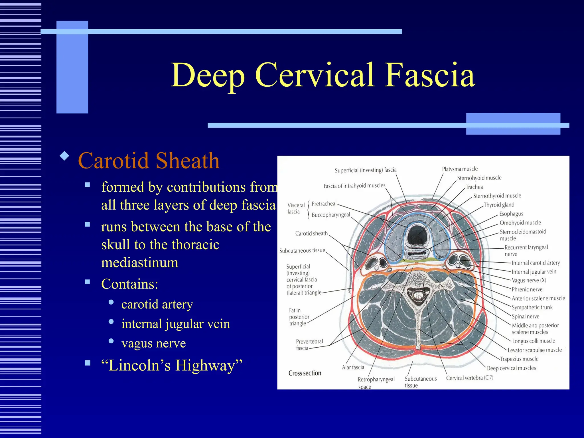 Deep Cervical Fascia
 Carotid Sheath
 formed by contributions from
all three layers of deep fascia

runs between the base of the
skull to the thoracic
mediastinum
 Contains:
 carotid artery
 internal jugular vein
 vagus nerve
 “Lincoln’s Highway”
 