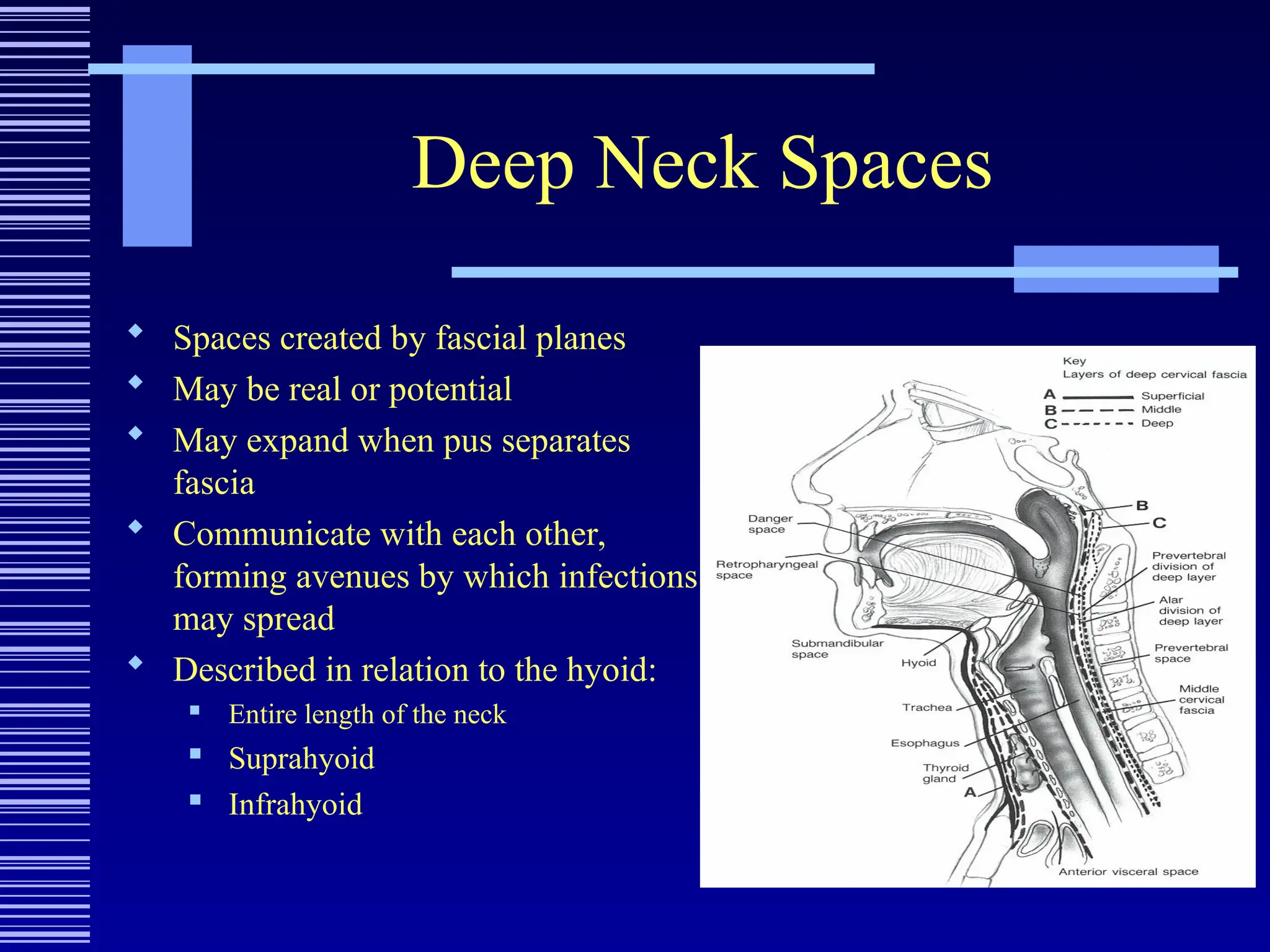 Deep Neck Spaces
 Spaces created by fascial planes
 May be real or potential
 May expand when pus separates
fascia
 Communicate with each other,
forming avenues by which infections
may spread
 Described in relation to the hyoid:
 Entire length of the neck
 Suprahyoid
 Infrahyoid
 