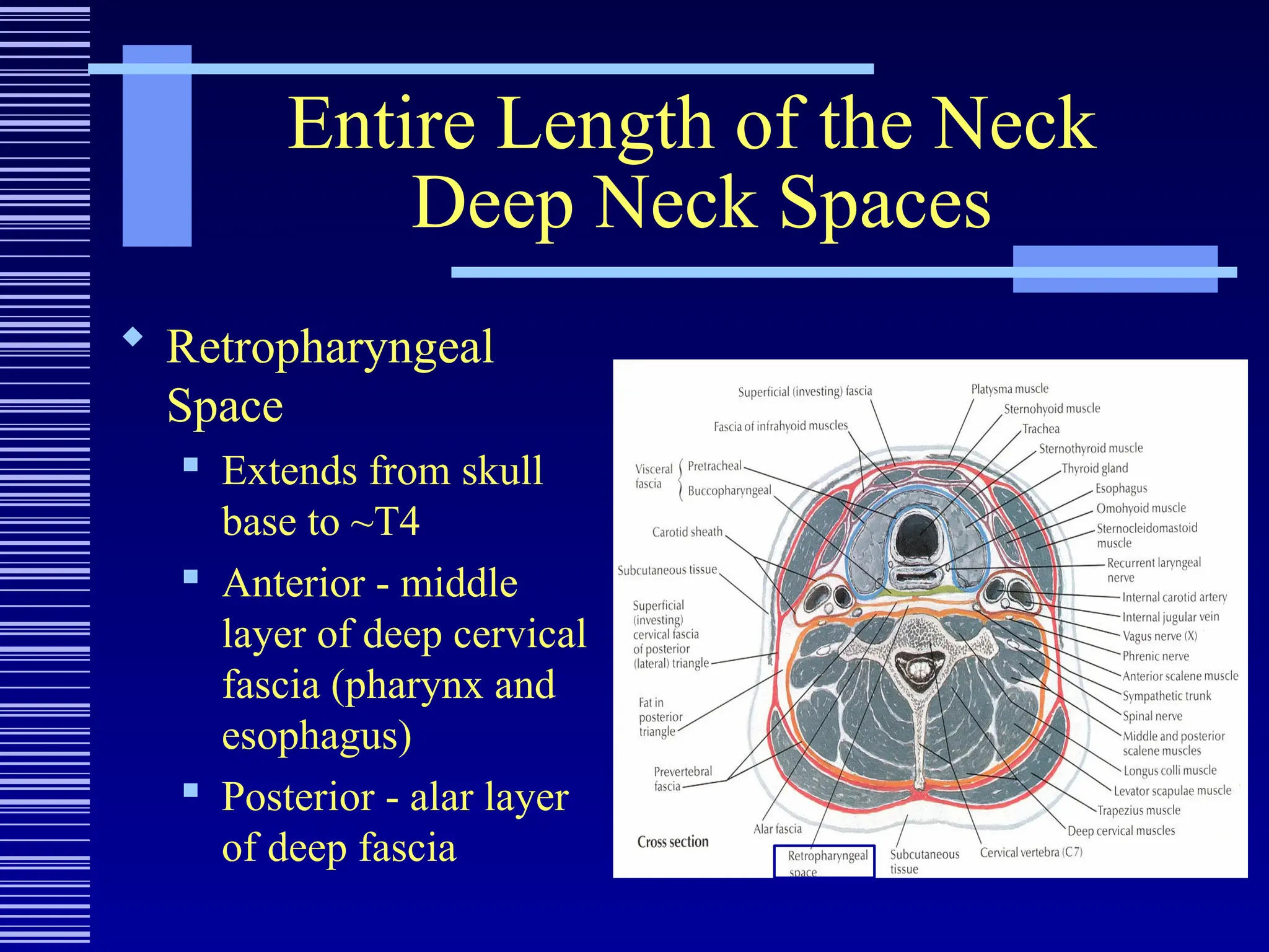 Entire Length of the Neck
Deep Neck Spaces
 Retropharyngeal
Space
 Extends from skull
base to ~T4
 Anterior - middle
layer of deep cervical
fascia (pharynx and
esophagus)
 Posterior - alar layer
of deep fascia
 