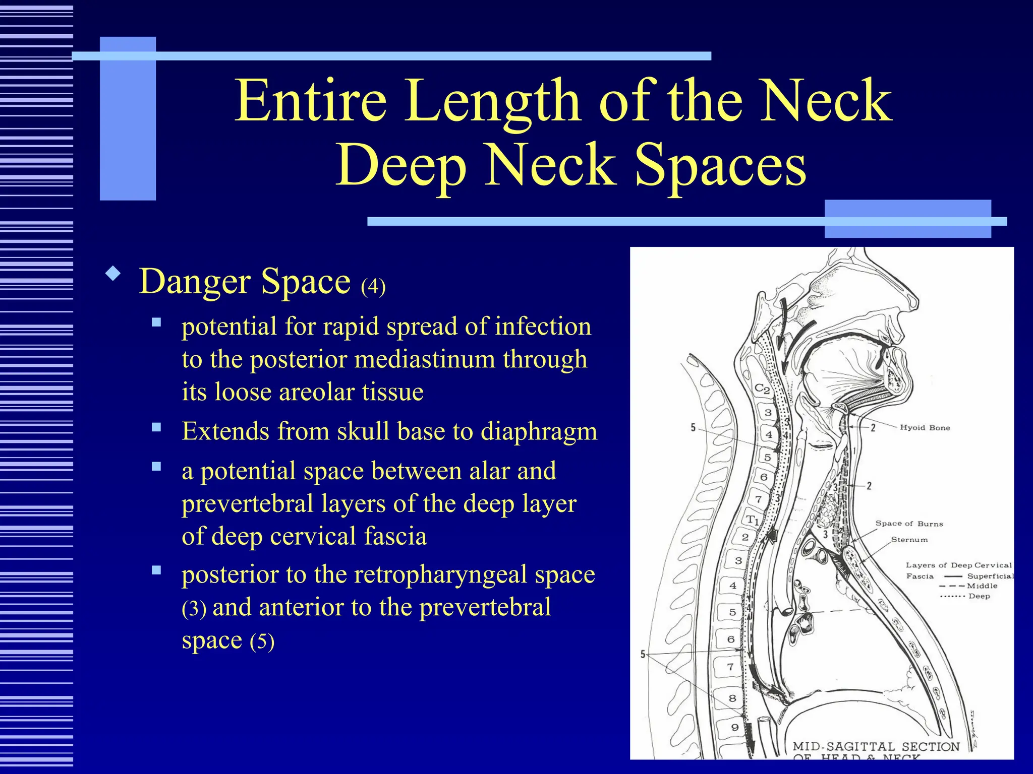 Entire Length of the Neck
Deep Neck Spaces
 Danger Space (4)
 potential for rapid spread of infection
to the posterior mediastinum through
its loose areolar tissue
 Extends from skull base to diaphragm
 a potential space between alar and
prevertebral layers of the deep layer
of deep cervical fascia
 posterior to the retropharyngeal space
(3) and anterior to the prevertebral
space (5)
 