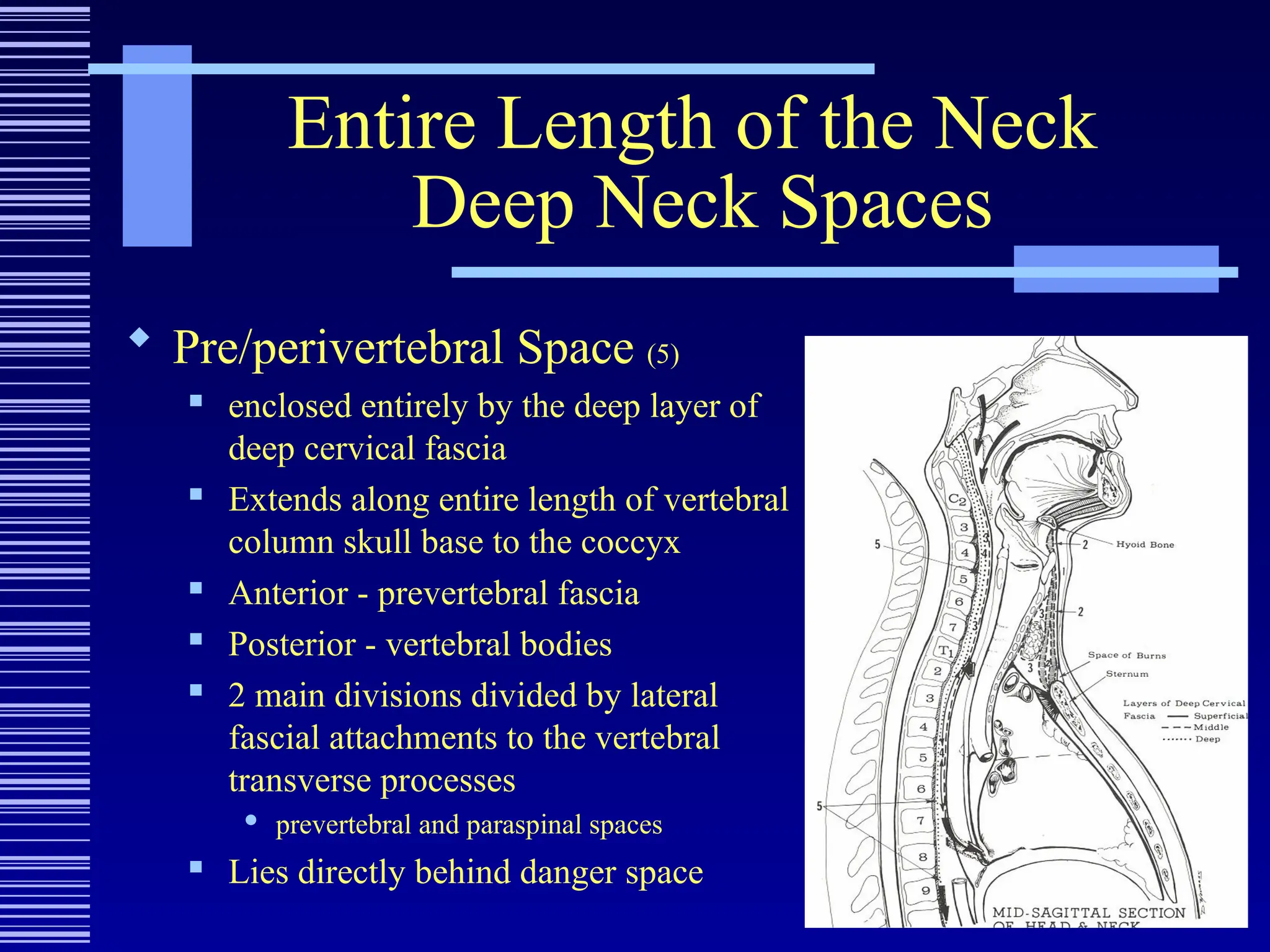 Entire Length of the Neck
Deep Neck Spaces
 Pre/perivertebral Space (5)
 enclosed entirely by the deep layer of
deep cervical fascia
 Extends along entire length of vertebral
column skull base to the coccyx
 Anterior - prevertebral fascia
 Posterior - vertebral bodies
 2 main divisions divided by lateral
fascial attachments to the vertebral
transverse processes
 prevertebral and paraspinal spaces
 Lies directly behind danger space
 