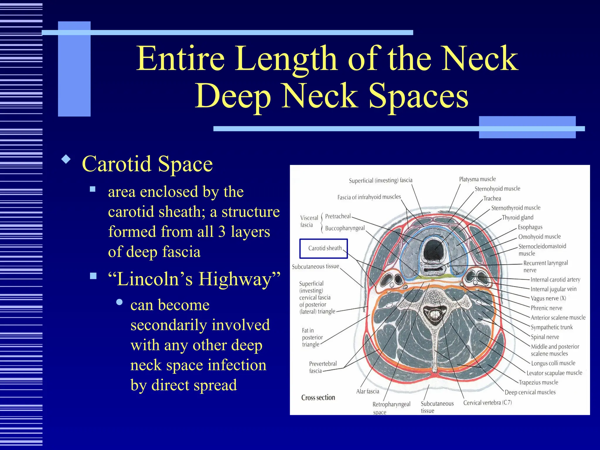 Entire Length of the Neck
Deep Neck Spaces
 Carotid Space
 area enclosed by the
carotid sheath; a structure
formed from all 3 layers
of deep fascia
 “Lincoln’s Highway”
 can become
secondarily involved
with any other deep
neck space infection
by direct spread
 