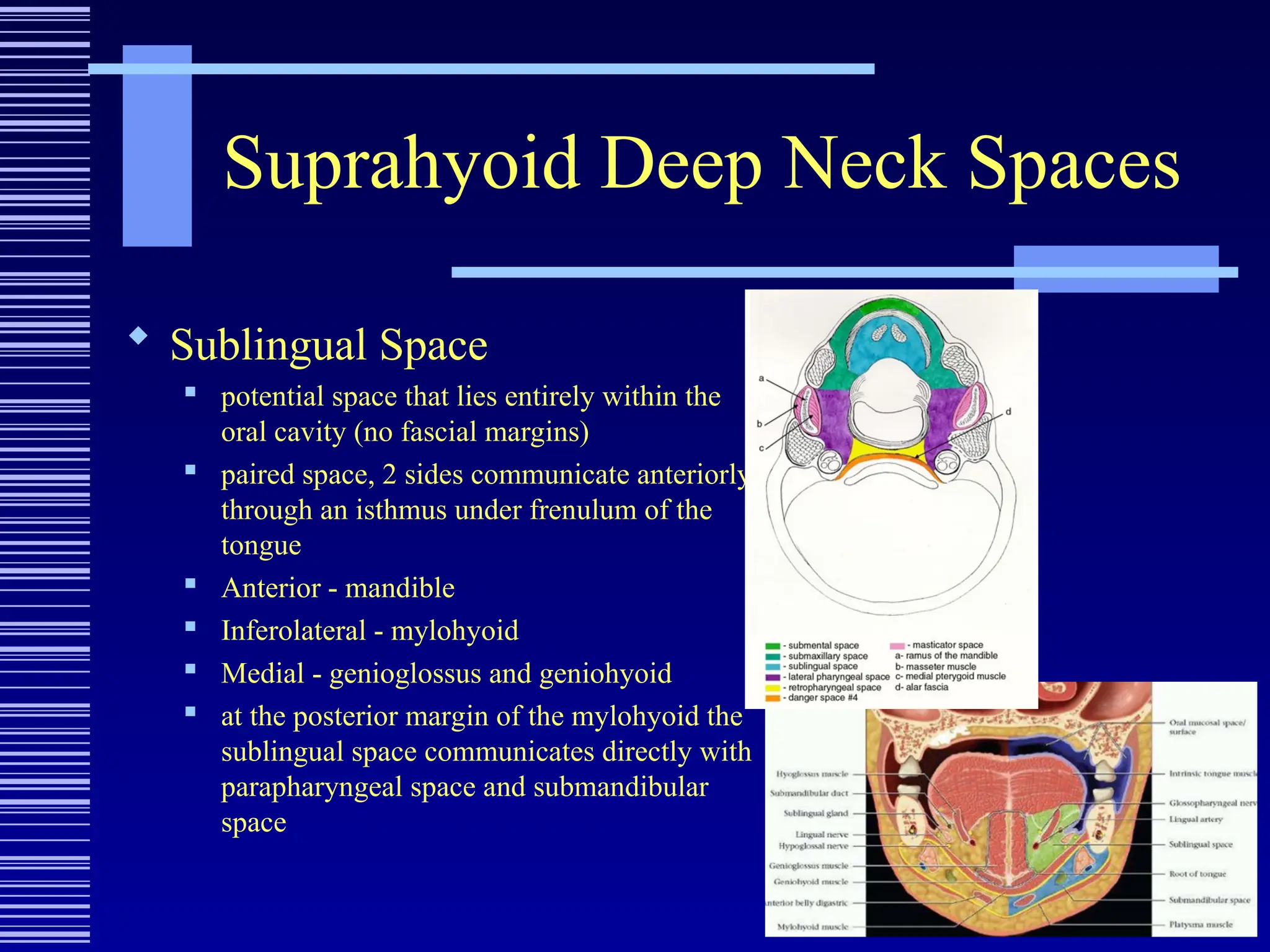 Suprahyoid Deep Neck Spaces
 Sublingual Space
 potential space that lies entirely within the
oral cavity (no fascial margins)

paired space, 2 sides communicate anteriorly
through an isthmus under frenulum of the
tongue

Anterior - mandible
 Inferolateral - mylohyoid

Medial - genioglossus and geniohyoid
 at the posterior margin of the mylohyoid the
sublingual space communicates directly with
parapharyngeal space and submandibular
space
 