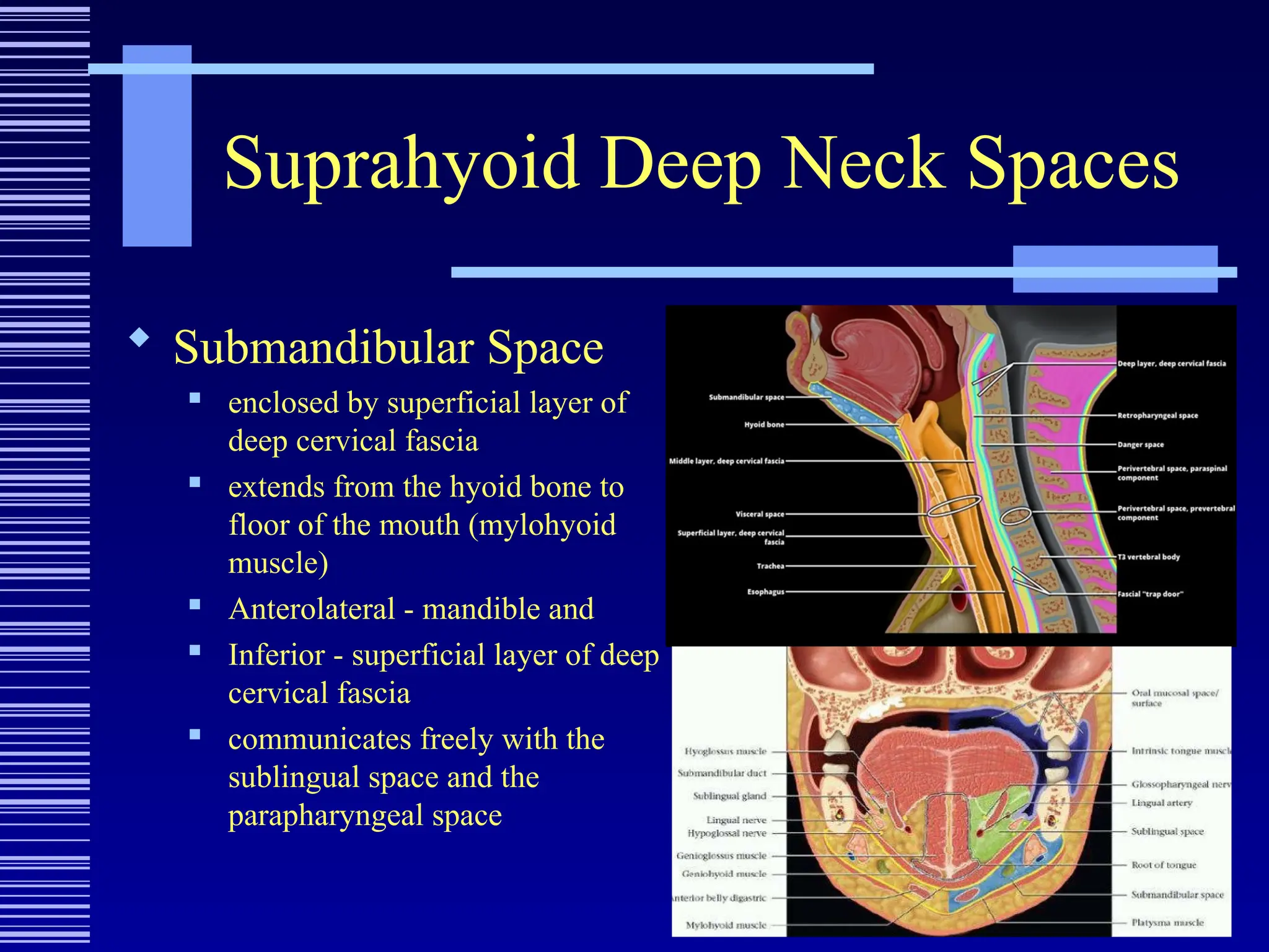 Suprahyoid Deep Neck Spaces
 Submandibular Space
 enclosed by superficial layer of
deep cervical fascia
 extends from the hyoid bone to
floor of the mouth (mylohyoid
muscle)
 Anterolateral - mandible and
 Inferior - superficial layer of deep
cervical fascia
 communicates freely with the
sublingual space and the
parapharyngeal space
 