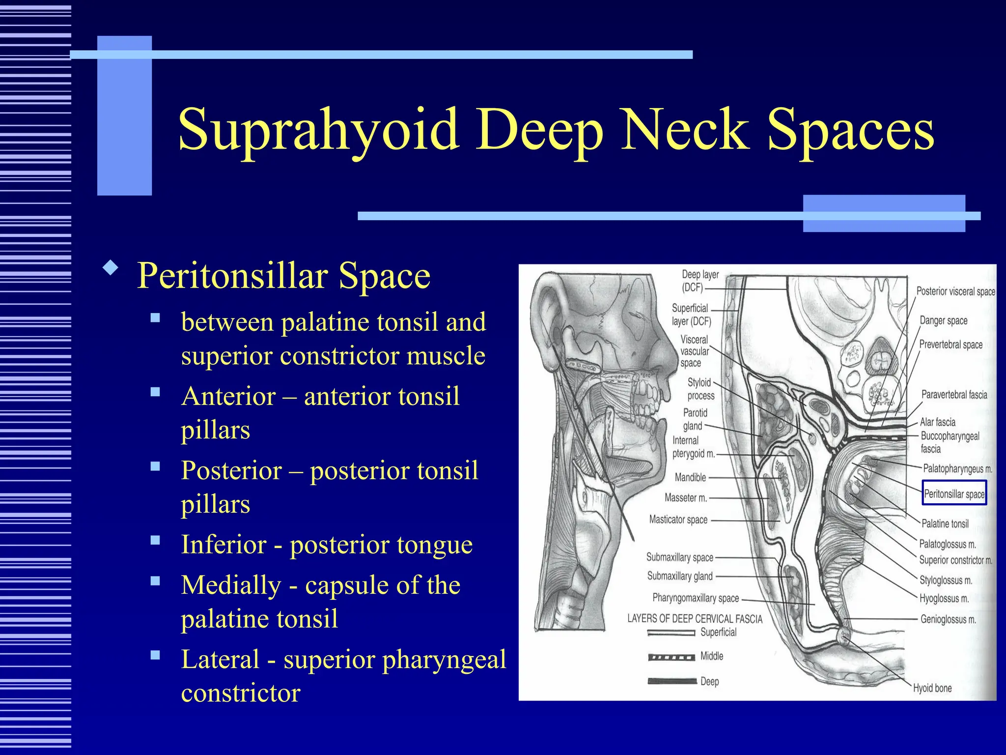 Suprahyoid Deep Neck Spaces
 Peritonsillar Space
 between palatine tonsil and
superior constrictor muscle
 Anterior – anterior tonsil
pillars
 Posterior – posterior tonsil
pillars
 Inferior - posterior tongue
 Medially - capsule of the
palatine tonsil
 Lateral - superior pharyngeal
constrictor
 
