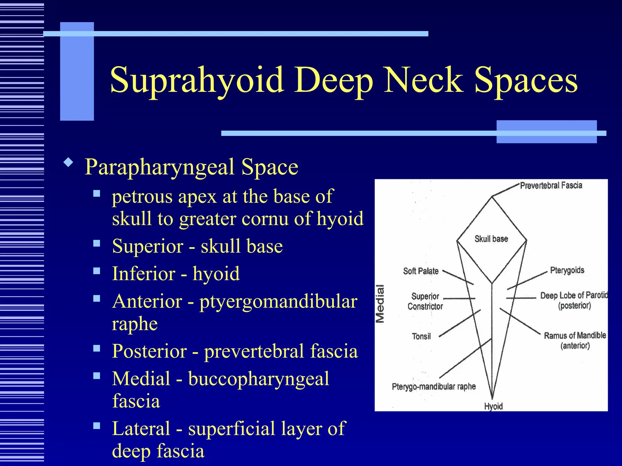 Suprahyoid Deep Neck Spaces
 Parapharyngeal Space
 petrous apex at the base of
skull to greater cornu of hyoid
 Superior - skull base
 Inferior - hyoid
 Anterior - ptyergomandibular
raphe
 Posterior - prevertebral fascia
 Medial - buccopharyngeal
fascia
 Lateral - superficial layer of
deep fascia
 