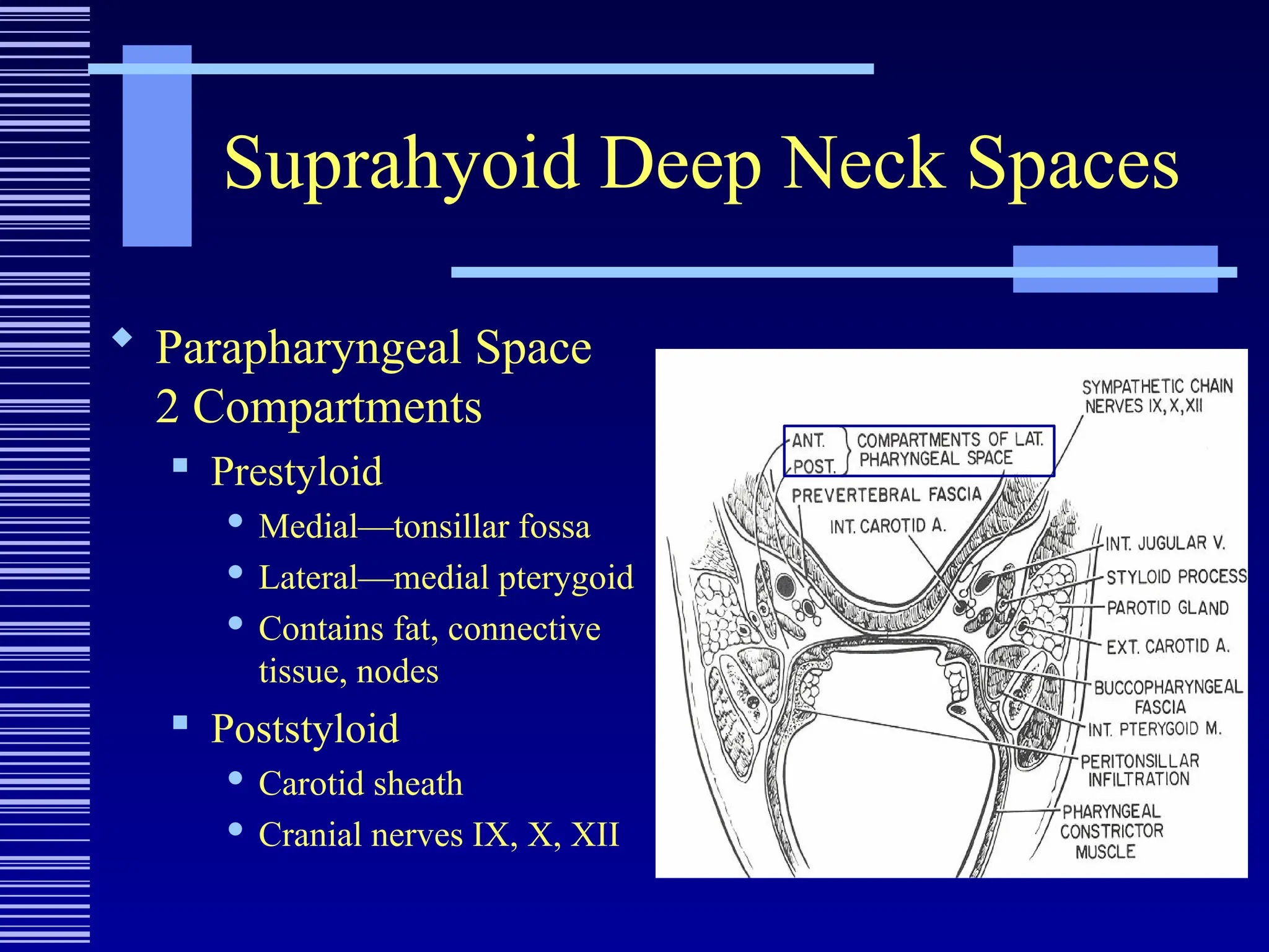 Suprahyoid Deep Neck Spaces
 Parapharyngeal Space
2 Compartments
 Prestyloid
 Medial—tonsillar fossa
 Lateral—medial pterygoid
 Contains fat, connective
tissue, nodes
 Poststyloid
 Carotid sheath
 Cranial nerves IX, X, XII
 