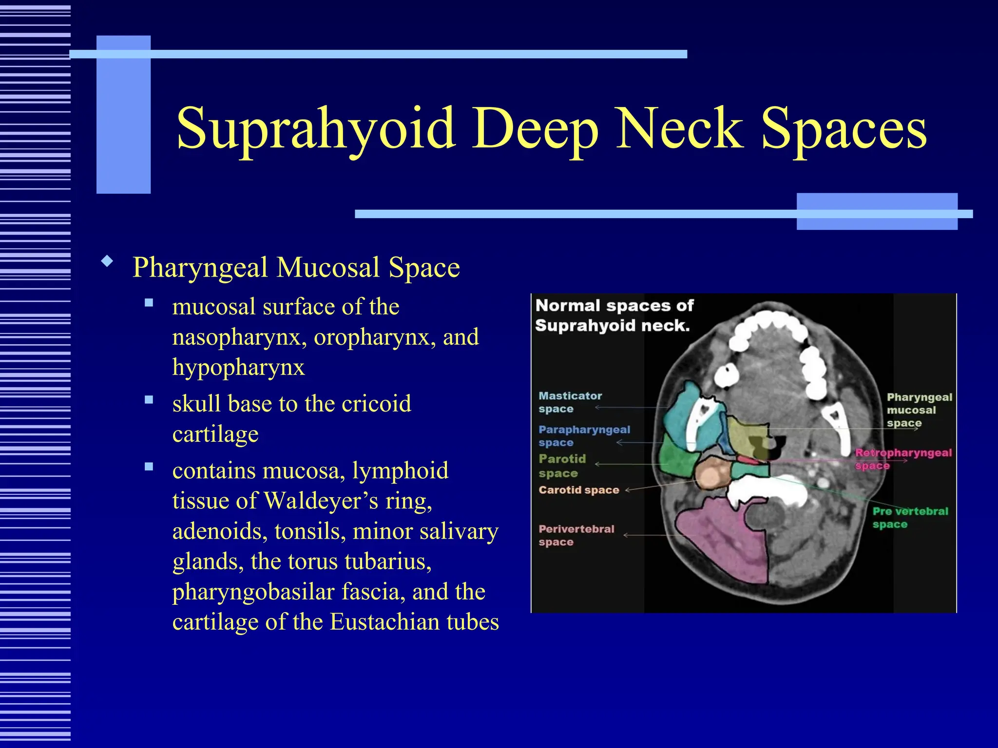 Suprahyoid Deep Neck Spaces
 Pharyngeal Mucosal Space
 mucosal surface of the
nasopharynx, oropharynx, and
hypopharynx
 skull base to the cricoid
cartilage
 contains mucosa, lymphoid
tissue of Waldeyer’s ring,
adenoids, tonsils, minor salivary
glands, the torus tubarius,
pharyngobasilar fascia, and the
cartilage of the Eustachian tubes
 