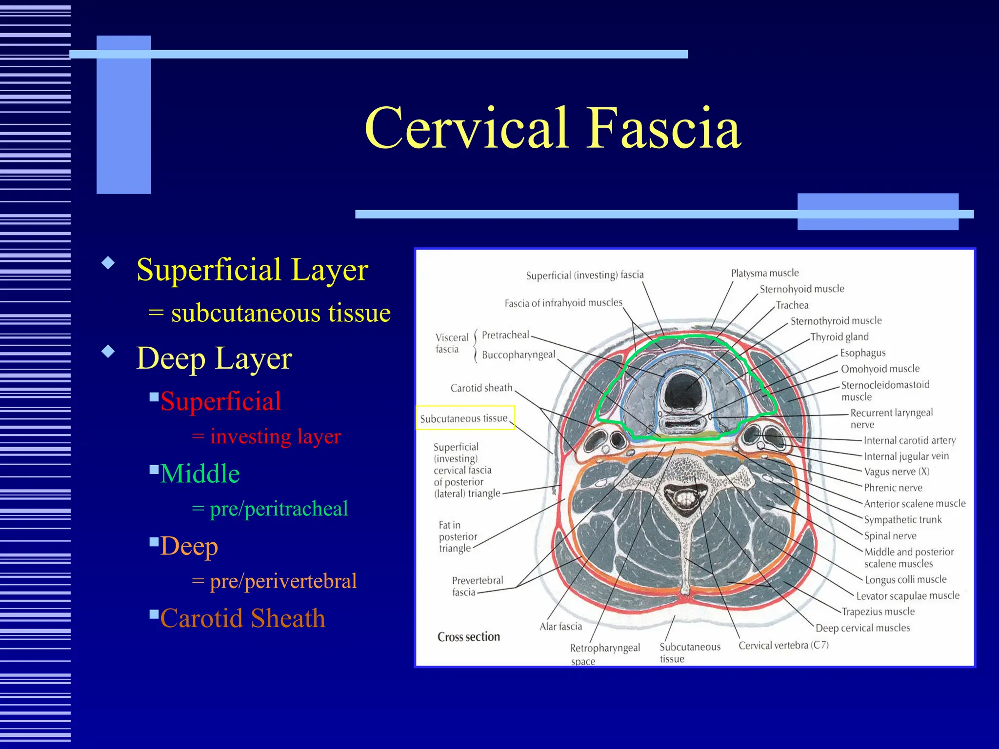 Cervical Fascia
 Superficial Layer
= subcutaneous tissue
 Deep Layer
Superficial
= investing layer
Middle
= pre/peritracheal
Deep
= pre/perivertebral
Carotid Sheath
 