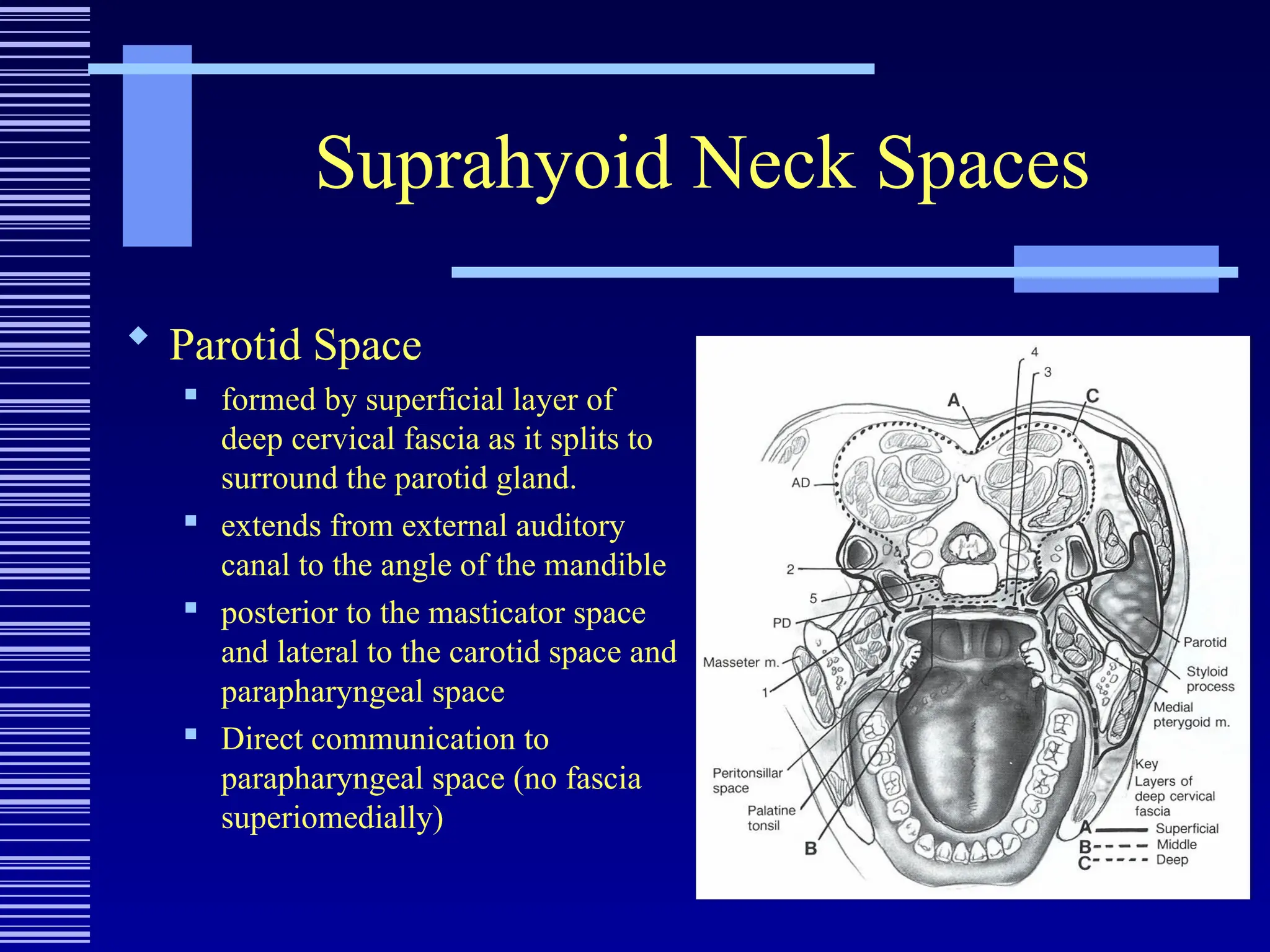 Suprahyoid Neck Spaces
 Parotid Space

formed by superficial layer of
deep cervical fascia as it splits to
surround the parotid gland.
 extends from external auditory
canal to the angle of the mandible
 posterior to the masticator space
and lateral to the carotid space and
parapharyngeal space
 Direct communication to
parapharyngeal space (no fascia
superiomedially)
 