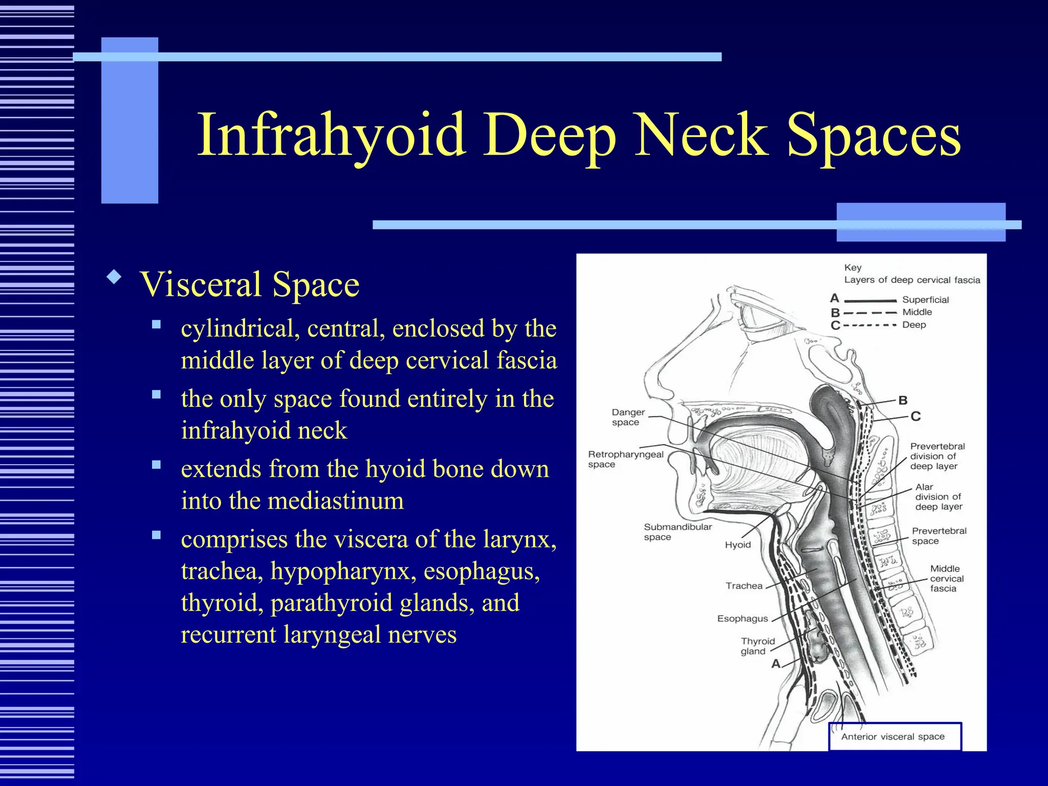 Infrahyoid Deep Neck Spaces
 Visceral Space
 cylindrical, central, enclosed by the
middle layer of deep cervical fascia
 the only space found entirely in the
infrahyoid neck
 extends from the hyoid bone down
into the mediastinum
 comprises the viscera of the larynx,
trachea, hypopharynx, esophagus,
thyroid, parathyroid glands, and
recurrent laryngeal nerves
 