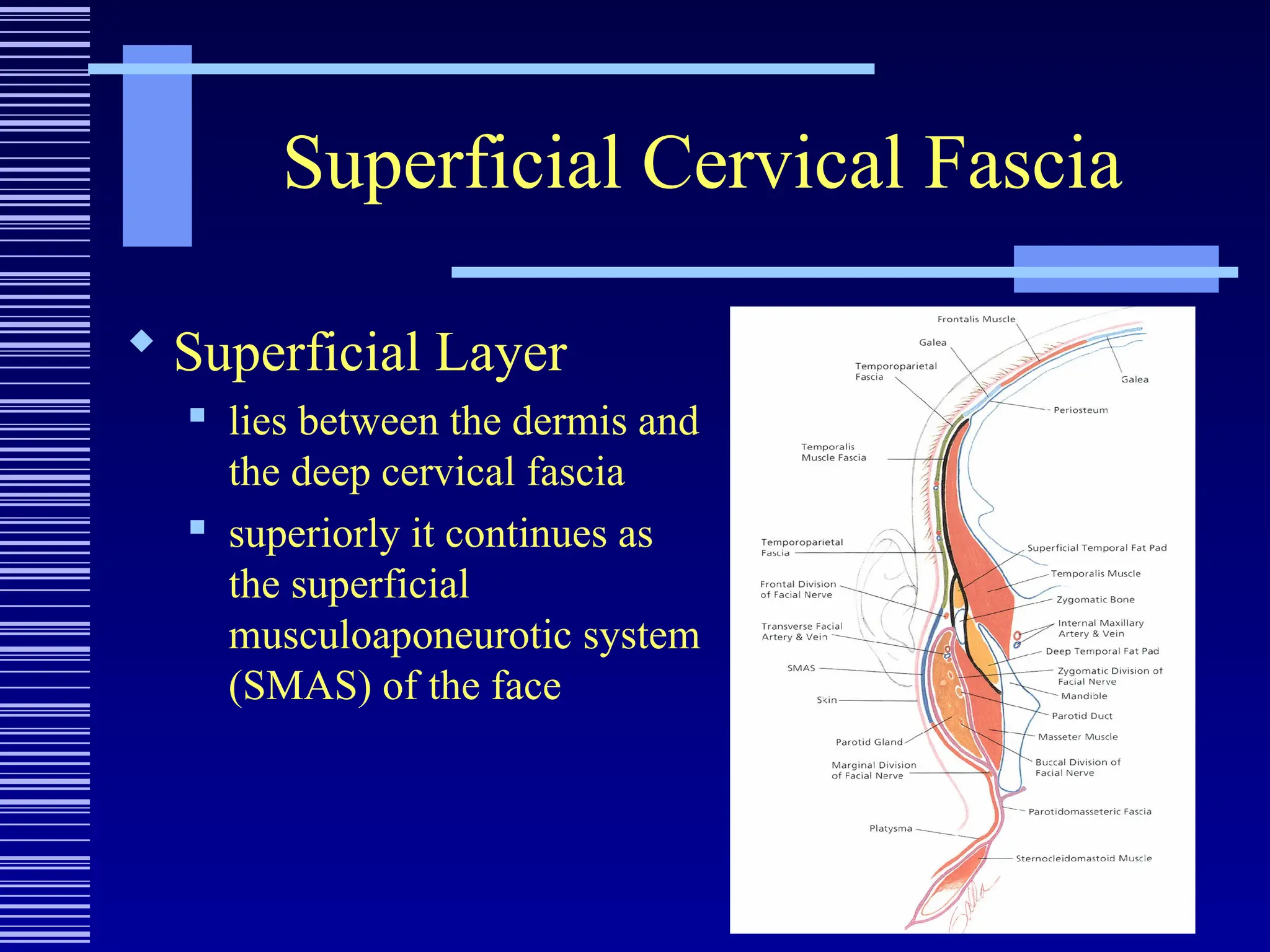 Superficial Cervical Fascia
 Superficial Layer
 lies between the dermis and
the deep cervical fascia
 superiorly it continues as
the superficial
musculoaponeurotic system
(SMAS) of the face
 