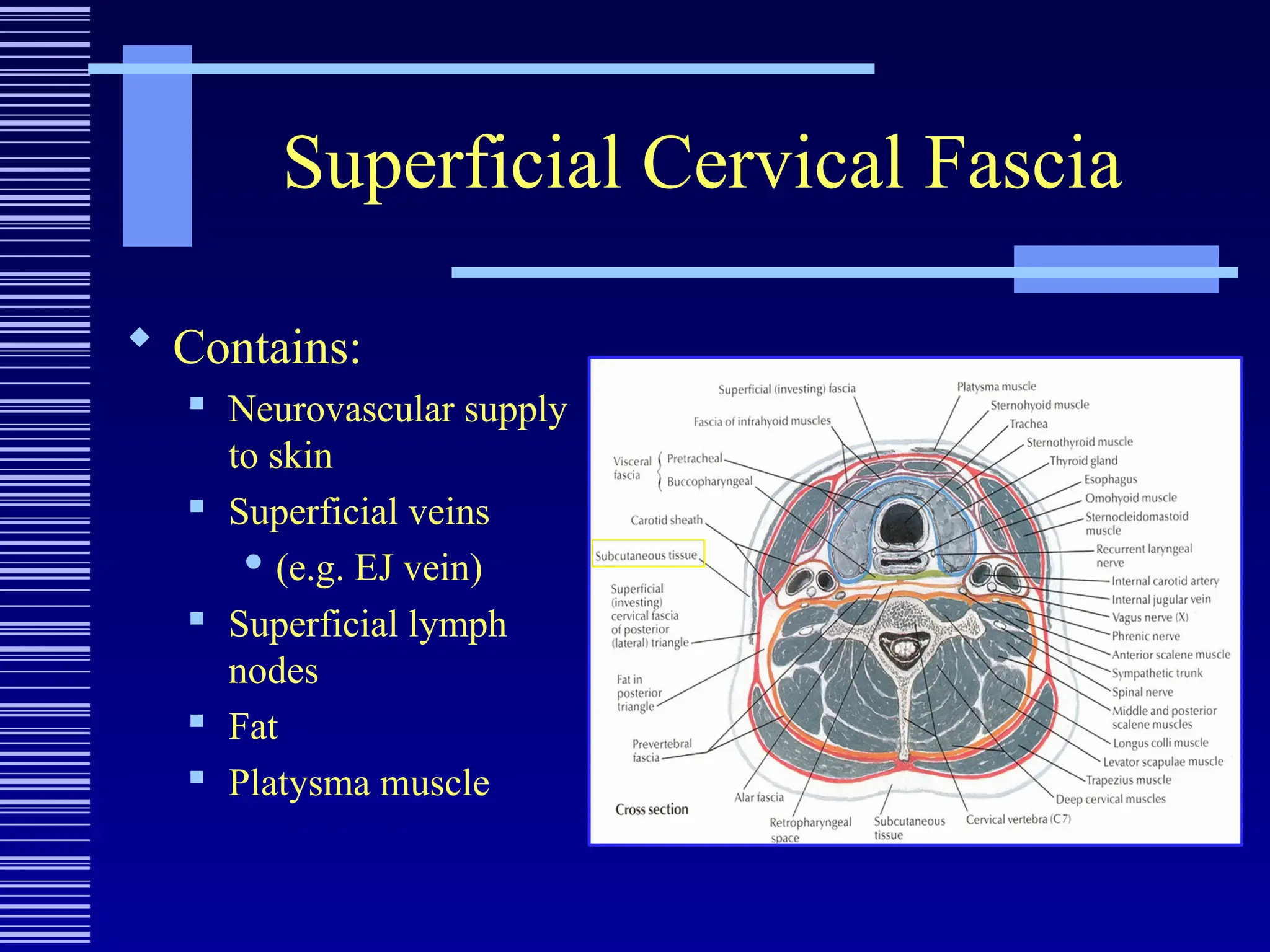 Superficial Cervical Fascia
 Contains:
 Neurovascular supply
to skin
 Superficial veins
 (e.g. EJ vein)
 Superficial lymph
nodes
 Fat
 Platysma muscle
 