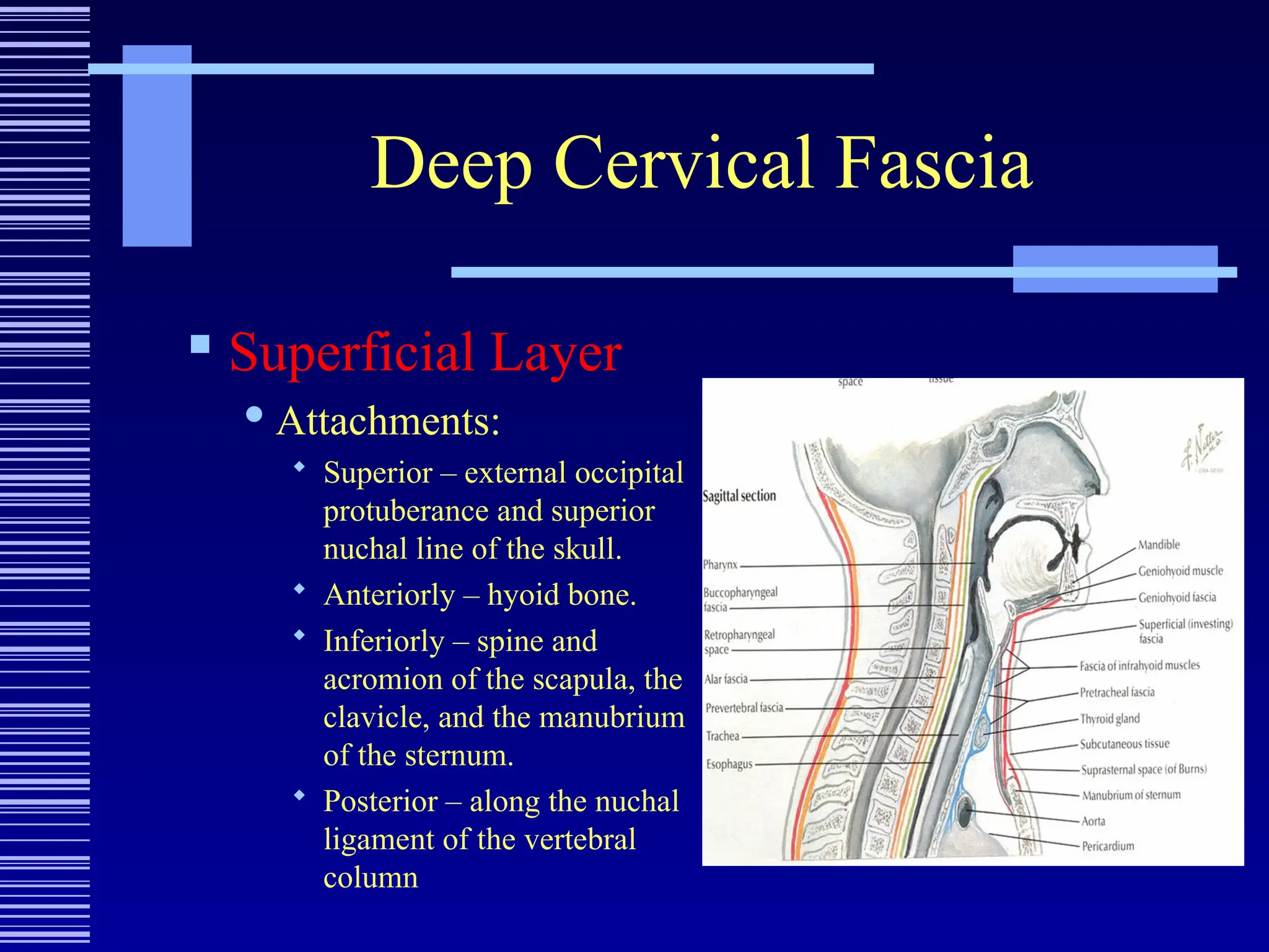 Deep Cervical Fascia
 Superficial Layer
 Attachments:
 Superior – external occipital
protuberance and superior
nuchal line of the skull.
 Anteriorly – hyoid bone.
 Inferiorly – spine and
acromion of the scapula, the
clavicle, and the manubrium
of the sternum.
 Posterior – along the nuchal
ligament of the vertebral
column
 