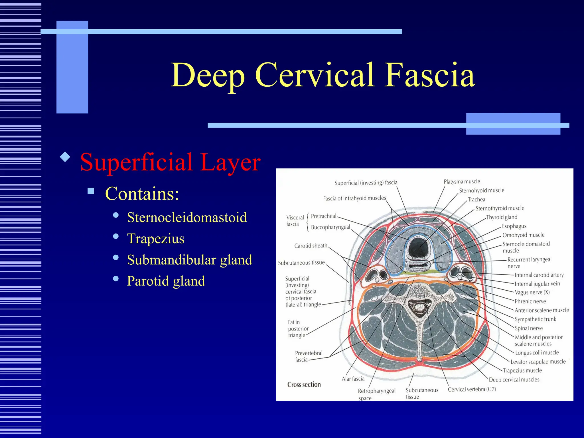 Deep Cervical Fascia
 Superficial Layer
 Contains:
 Sternocleidomastoid
 Trapezius
 Submandibular gland
 Parotid gland
 