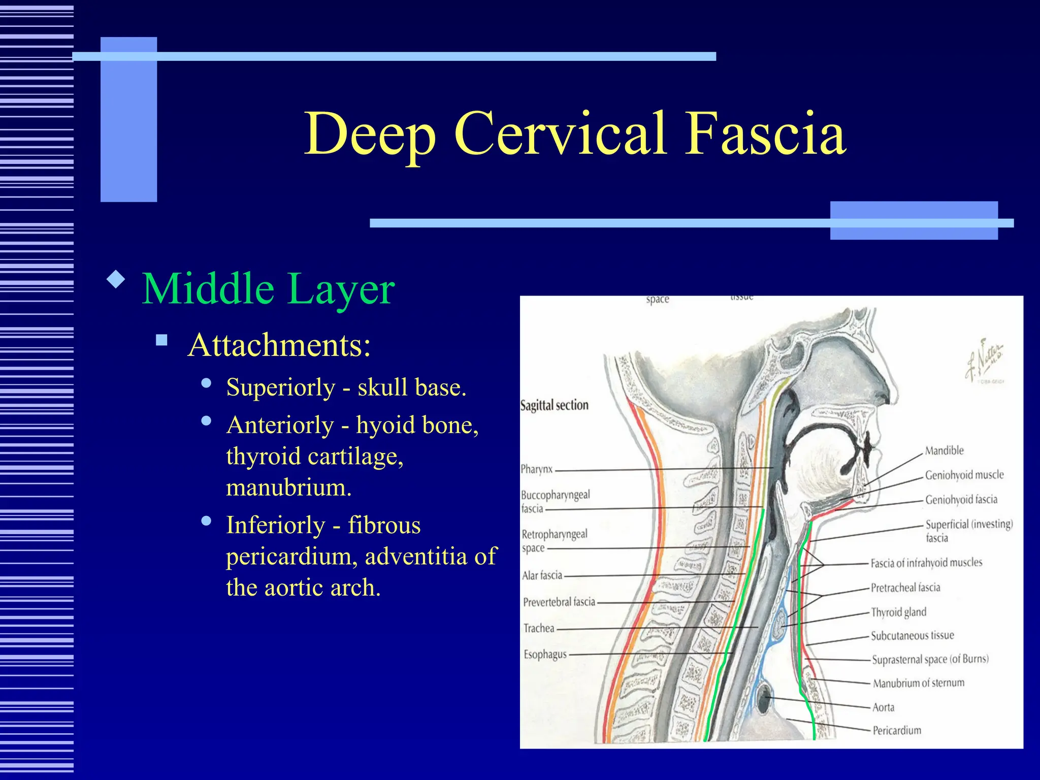 Deep Cervical Fascia
 Middle Layer
 Attachments:
 Superiorly - skull base.
 Anteriorly - hyoid bone,
thyroid cartilage,
manubrium.
 Inferiorly - fibrous
pericardium, adventitia of
the aortic arch.
 