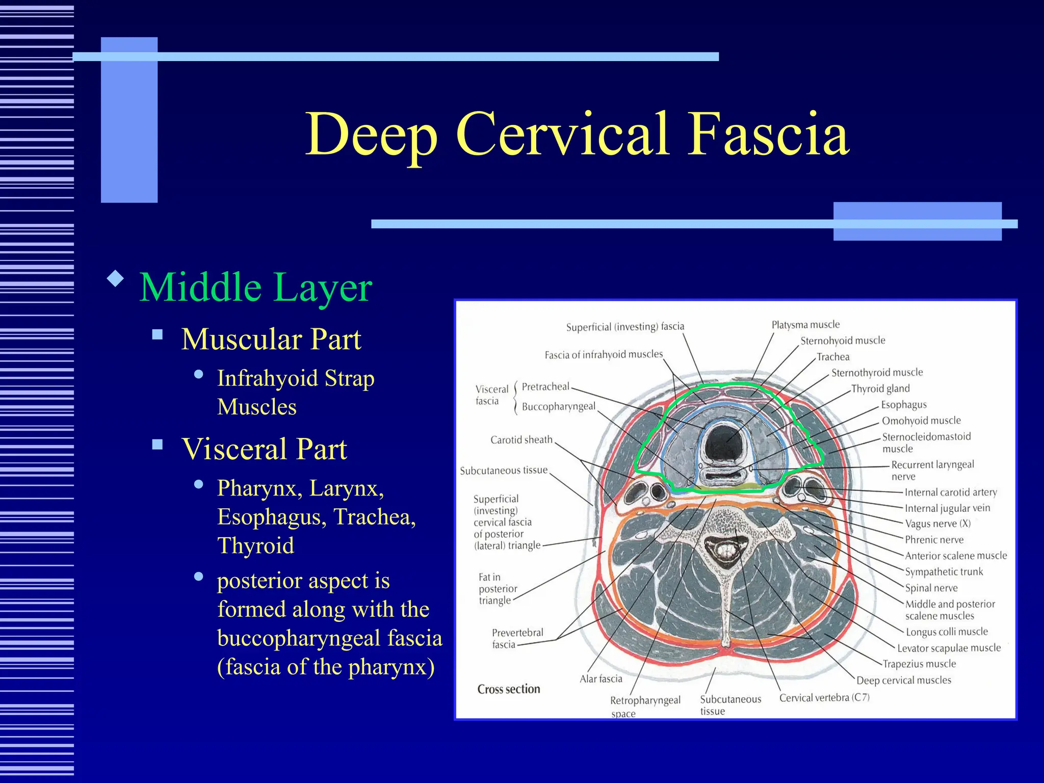 Deep Cervical Fascia
 Middle Layer
 Muscular Part
 Infrahyoid Strap
Muscles
 Visceral Part
 Pharynx, Larynx,
Esophagus, Trachea,
Thyroid
 posterior aspect is
formed along with the
buccopharyngeal fascia
(fascia of the pharynx)
 
