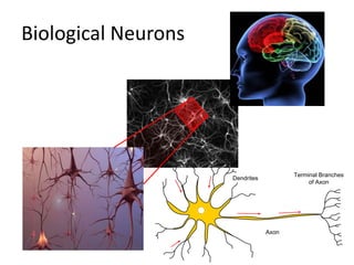 Biological Neurons




                                        Terminal Branches
                     Dendrites
                                             of Axon




                                 Axon
 