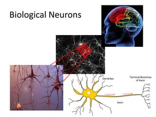 Biological Neurons




                                        Terminal Branches
                     Dendrites
          ...