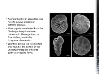  Animals that live in ocean trenches
have to survive a habitat of
extreme pressure.
 Most organisms collected from the
Challenger Deep have been
microscopic. The organisms, or
foraminifera, are similar
to algae or slime-molds.
 Scientists believe the foraminifera
they found at the bottom of the
Challenger Deep are similar to
Earth’s earliest life forms.
 