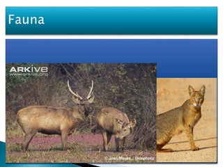  Wild Asian Elephants (Elephas
maximus), Leopard, Jungle Cat and the
protected Barking
Deer, Chinese Porcupine and Sambar are found
in the beel.
10
 