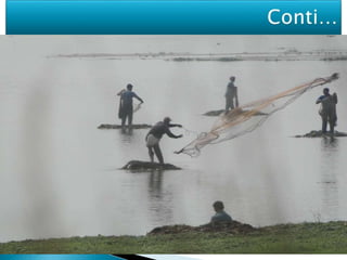  The Dipor Bil is reported to provide, directly or
indirectly, its natural resources for the livelihood
of fourteen indigenous villages (1,200 families)
located in its precincts.
 Freshwater fish is a vital protein and source of
income for these communities; the health of
these people is stated to be directly
dependendent on the health of this wetland
ecosystem.
 A member of Deepor Beel Fishermen’s
Cooperative Society has succinctly stated:
4
 