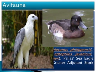  The Beel is a natural habitat to many varieties of
birds.
 219 species of birds including more than 70
migratory species are reported in the beel area.
 The largest congregations of aquatic birds can
be seen, particularly in winter, with a reported
recorded count of 19,000 water birds in a day.
 Some of the globally threatened species of birds
like Spotbilled Pelican (Pelecanus philippensis),
Lesser Adjutant Stork (Leptoptilos javanicus),
Baer’s Pochard (Aythya baeri), Pallas' Sea Eagle
(Haliaeetus leucogaster), Greater Adjutant Stork
(Leptoptilos dubius)
8
 